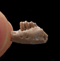 Palaeolagus haydeni for sale | Buried Treasure Fossils
