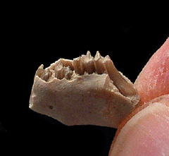 Palaeolagus haydeni from Nebraska | Buried Treasure Fossils