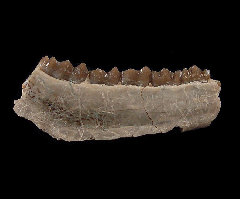 Palaeolagus haydeni from Nebraska | Buried Treasure Fossils