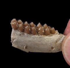 Palaeolagus haydeni from Nebraska | Buried Treasure Fossils