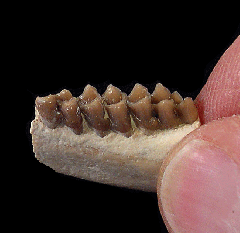 Palaeolagus haydeni from Nebraska | Buried Treasure Fossils