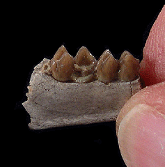 Palaeolagus haydeni from Nebraska | Buried Treasure Fossils