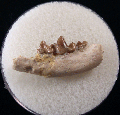 Palaeolagus haydeni from Nebraska | Buried Treasure Fossils