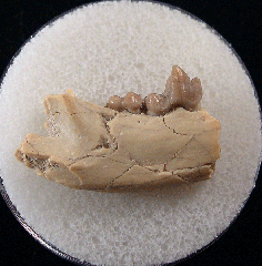 Hesperocyon gregarius jaw - early  fox| Buried Treasure Fossils