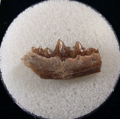 Palaeolagus haydeni from Nebraska | Buried Treasure Fossils