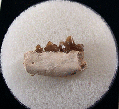 Palaeolagus haydeni from Nebraska | Buried Treasure Fossils