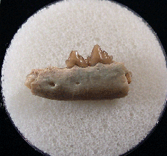 Palaeolagus haydeni from Nebraska | Buried Treasure Fossils