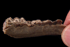 Hesperocyon gregarius jaw - Nebraska | Buried Treasure Fossils