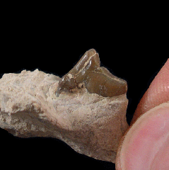 Hesperocyon gregarius molar| Buried Treasure Fossils