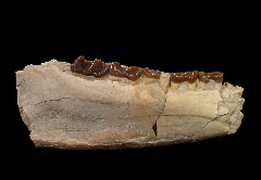 Hyracodon nebraskensis jaw | Buried Treasure Fossils