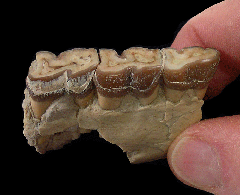 Hyracodon nebraskensis jaw - Nebraska| Buried Treasure Fossils