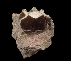 Hyracodon nebraskensis tooth | Buried Treasure Fossils