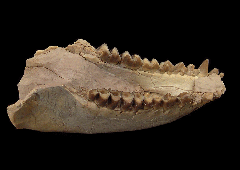 Merycoidodon culbertson jaw | Buried Treasure Fossils