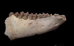 Palaeolagus haydeni from Nebraska | Buried Treasure Fossils