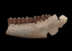 Palaeolagus haydeni from Nebraska | Buried Treasure Fossils
