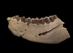 Palaeolagus haydeni from Nebraska | Buried Treasure Fossils