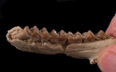 Merycoidodon gracilis jaw - Brule Fm. | Buried Treasure Fossils