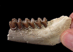 Palaeolagus haydeni from Nebraska | Buried Treasure Fossils