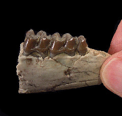 Palaeolagus haydeni from Nebraska | Buried Treasure Fossils