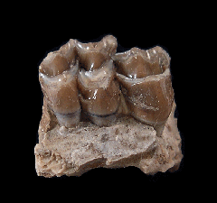 Palaeolagus haydeni from Nebraska | Buried Treasure Fossils