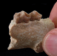 Palaeolagus haydeni from Nebraska | Buried Treasure Fossils