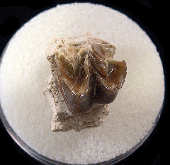 Palaeolagus haydeni from Nebraska | Buried Treasure Fossils