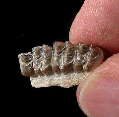 Merycoidodon gracilis jaw - Nebraska | Buried Treasure Fossils