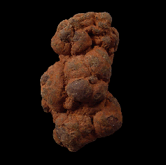 Coprolite for sale - Miocene | Buried Treasure Fossils
