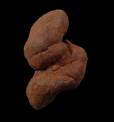 Coprolite for sale - Miocene | Buried Treasure Fossils