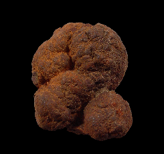 Coprolite for sale - Miocene | Buried Treasure Fossils