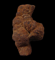 Coprolite for sale - Miocene | Buried Treasure Fossils
