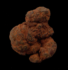 Coprolite for sale - Miocene | Buried Treasure Fossils