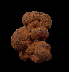 Cheap Coprolites for sale