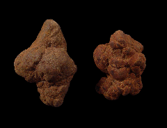 Coprolite for sale - Miocene | Buried Treasure Fossils