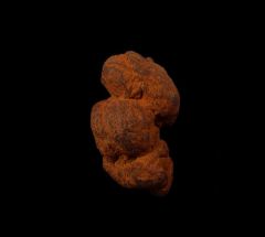 Coprolite for sale | Buried Treasure Fossils