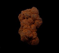 Real Coprolites for sale |: Buried Treasure Fossils