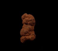 Real Coprolites for sale |: Buried Treasure Fossils