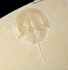 Fossil Crab for sale | Buried Treasure Fossils 