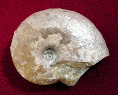 Tragophylloceras loscombi