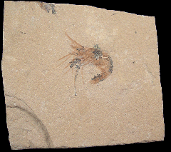 Fossil shrimp for sale | Buried Treasure Fossils