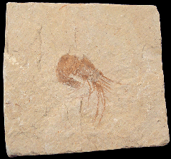 Lebanese shrimp fossil for sale 