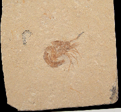 Carpopenaeus fossil shrimp for sale 