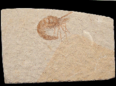 Fossil shrimp for sale | Buried Treasure Fossils