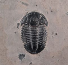 Asaphiscus wheeleri 