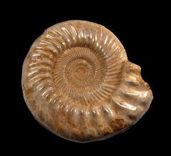 Extra Large Cranaosphinctes ammonite for sale | Buried Treasure Fossils