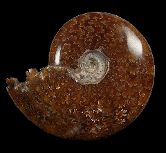 Extra large Cleoniceras ammonite for sale | Buried Treasure Fossils