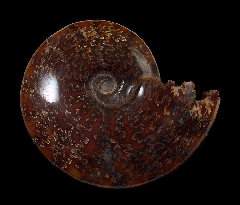 Colorful Cleoniceras ammonite | Buried Treasure Fossils
