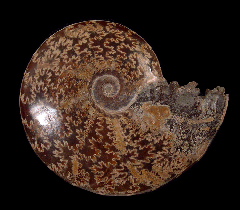 Large Cleoniceras ammonite for sale | Buried Treasure Fossils