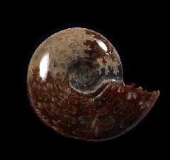 Madagascar ammonite for sale | Buried Treasure Fossils