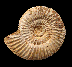 Large Cranaosphinctes ammonite for sale | Buried Treasure Fossils